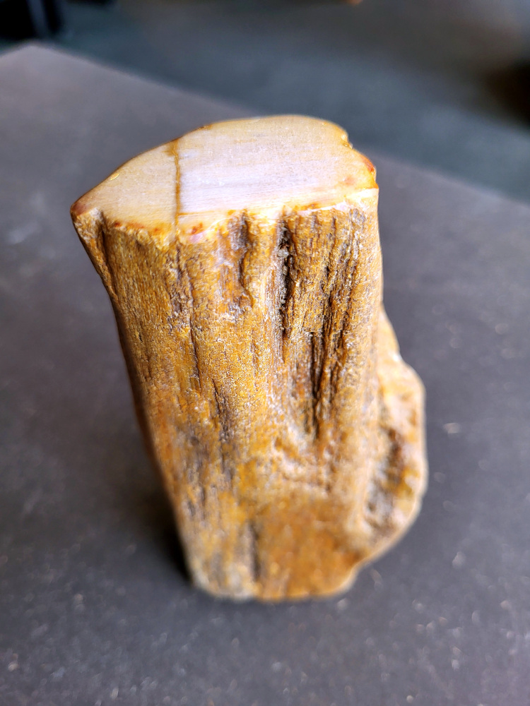 <strong>Versteend hout, 0,7kg, 6,- euro, nr. 22

Versteend hout, beschrijving
Versteend hout
Chakra: wortelchakra (Muladhara)
Versteend hout is miljoenen jaren oud!
Waar komt versteend hout vandaan en hoe ontstaan het?
Versteend hout, of gefossiliseerd hout, ontstaat wanneer een boom na zijn overlijden bedekt wordt door sediment, waardoor het langzaam omgezet wordt in steen. In plaats van te vergaan, wordt het hout geleidelijk vervangen door mineralen zoals silica. Dit proces behoudt de originele structuur van het hout, inclusief details zoals jaarringen en nerven. Het kan miljoenen jaren duren, aangezien het water dat rijk is aan mineralen de houtcellen binnendringt, terwijl zuurstof geen rol meer speelt in de afbraak.
De kleur van versteend hout is precies zoals het hout er oorspronkelijk uit zag.
Waar kan versteend hout niet goed tegen?
Het is bestand tegen de meeste elementen, maar kan niet goed tegen langdurige blootstelling aan fel zonlicht, extreme temperatuurwisselingen en scherpe voorwerpen die krassen kunnen veroorzaken.
Spirituele werking van versteend hout:
stabiliteit, rust en veiligheid
Fysiek zou het positieve effecten hebben op het skelet, de botten en de rug, en kan het ondersteuning bieden bij aandoeningen zoals osteoporose en ADHD.
Hoe opladen?
Je kunt versteend hout, als het volle maan is, ‘s nachts in het maanlicht leggen, bij een bergkristal of andere stenen leggen of reinigen met saliehout/palo santo.</strong>