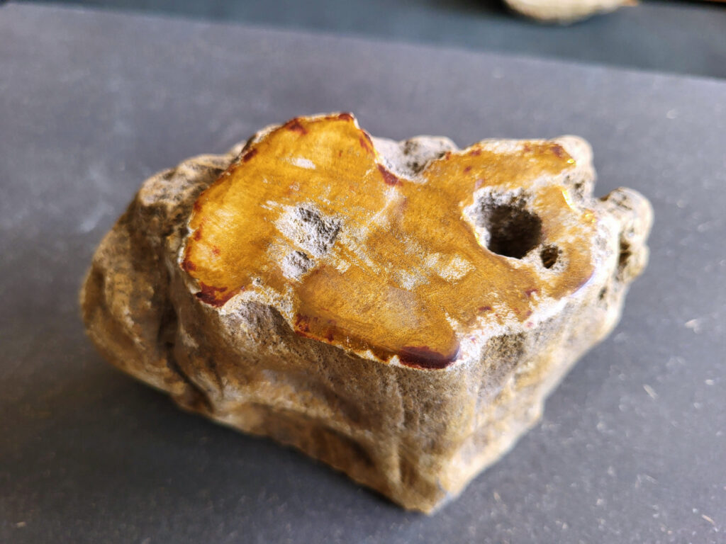 <strong>Versteend hout, 1,4 kg, 12,- euro, nr. 14

Versteend hout, beschrijving
Versteend hout
Chakra: wortelchakra (Muladhara)
Versteend hout is miljoenen jaren oud!
Waar komt versteend hout vandaan en hoe ontstaan het?
Versteend hout, of gefossiliseerd hout, ontstaat wanneer een boom na zijn overlijden bedekt wordt door sediment, waardoor het langzaam omgezet wordt in steen. In plaats van te vergaan, wordt het hout geleidelijk vervangen door mineralen zoals silica. Dit proces behoudt de originele structuur van het hout, inclusief details zoals jaarringen en nerven. Het kan miljoenen jaren duren, aangezien het water dat rijk is aan mineralen de houtcellen binnendringt, terwijl zuurstof geen rol meer speelt in de afbraak.
De kleur van versteend hout is precies zoals het hout er oorspronkelijk uit zag.
Waar kan versteend hout niet goed tegen?
Het is bestand tegen de meeste elementen, maar kan niet goed tegen langdurige blootstelling aan fel zonlicht, extreme temperatuurwisselingen en scherpe voorwerpen die krassen kunnen veroorzaken.
Spirituele werking van versteend hout:
stabiliteit, rust en veiligheid
Fysiek zou het positieve effecten hebben op het skelet, de botten en de rug, en kan het ondersteuning bieden bij aandoeningen zoals osteoporose en ADHD.
Hoe opladen?
Je kunt versteend hout, als het volle maan is, ‘s nachts in het maanlicht leggen, bij een bergkristal of andere stenen leggen of reinigen met saliehout/palo santo.</strong>