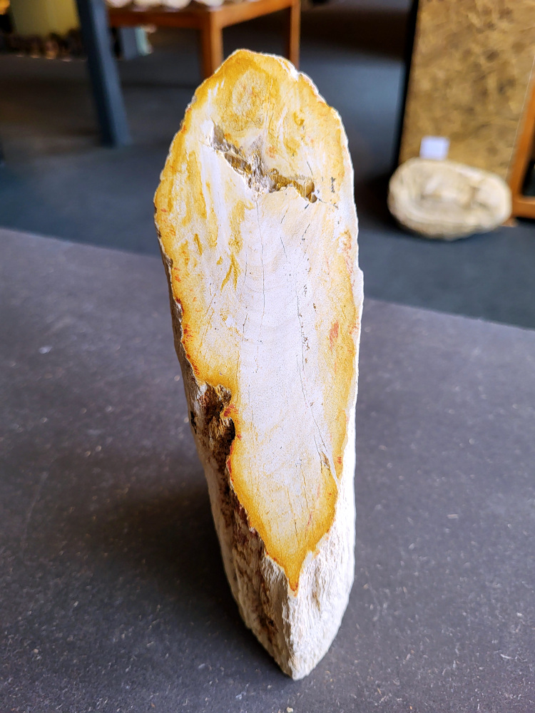 <strong>Versteend hout, 1,6kg, 13,- euro, nr. 19

Versteend hout, beschrijving
Versteend hout
Chakra: wortelchakra (Muladhara)
Versteend hout is miljoenen jaren oud!
Waar komt versteend hout vandaan en hoe ontstaan het?
Versteend hout, of gefossiliseerd hout, ontstaat wanneer een boom na zijn overlijden bedekt wordt door sediment, waardoor het langzaam omgezet wordt in steen. In plaats van te vergaan, wordt het hout geleidelijk vervangen door mineralen zoals silica. Dit proces behoudt de originele structuur van het hout, inclusief details zoals jaarringen en nerven. Het kan miljoenen jaren duren, aangezien het water dat rijk is aan mineralen de houtcellen binnendringt, terwijl zuurstof geen rol meer speelt in de afbraak.
De kleur van versteend hout is precies zoals het hout er oorspronkelijk uit zag.
Waar kan versteend hout niet goed tegen?
Het is bestand tegen de meeste elementen, maar kan niet goed tegen langdurige blootstelling aan fel zonlicht, extreme temperatuurwisselingen en scherpe voorwerpen die krassen kunnen veroorzaken.
Spirituele werking van versteend hout:
stabiliteit, rust en veiligheid
Fysiek zou het positieve effecten hebben op het skelet, de botten en de rug, en kan het ondersteuning bieden bij aandoeningen zoals osteoporose en ADHD.
Hoe opladen?
Je kunt versteend hout, als het volle maan is, ‘s nachts in het maanlicht leggen, bij een bergkristal of andere stenen leggen of reinigen met saliehout/palo santo.</strong>