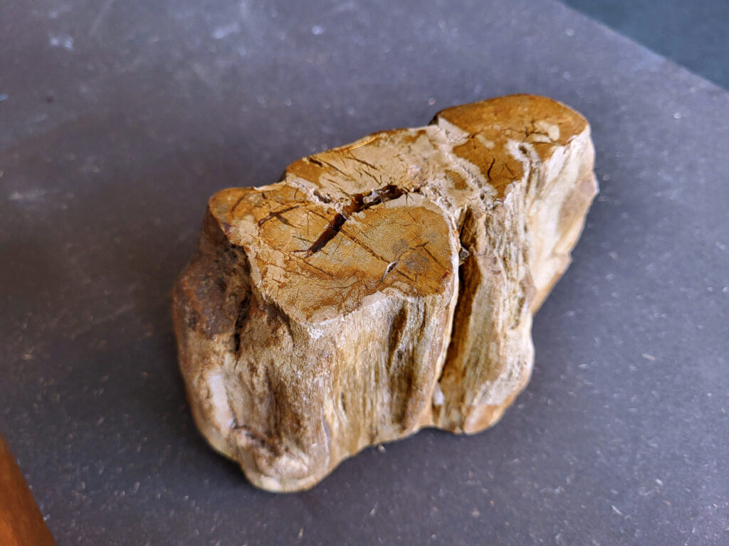 <strong>Versteend hout, 1,7kg, 14,- euro, nr. 15

Versteend hout, beschrijving
Versteend hout
Chakra: wortelchakra (Muladhara)
Versteend hout is miljoenen jaren oud!
Waar komt versteend hout vandaan en hoe ontstaan het?
Versteend hout, of gefossiliseerd hout, ontstaat wanneer een boom na zijn overlijden bedekt wordt door sediment, waardoor het langzaam omgezet wordt in steen. In plaats van te vergaan, wordt het hout geleidelijk vervangen door mineralen zoals silica. Dit proces behoudt de originele structuur van het hout, inclusief details zoals jaarringen en nerven. Het kan miljoenen jaren duren, aangezien het water dat rijk is aan mineralen de houtcellen binnendringt, terwijl zuurstof geen rol meer speelt in de afbraak.
De kleur van versteend hout is precies zoals het hout er oorspronkelijk uit zag.
Waar kan versteend hout niet goed tegen?
Het is bestand tegen de meeste elementen, maar kan niet goed tegen langdurige blootstelling aan fel zonlicht, extreme temperatuurwisselingen en scherpe voorwerpen die krassen kunnen veroorzaken.
Spirituele werking van versteend hout:
stabiliteit, rust en veiligheid
Fysiek zou het positieve effecten hebben op het skelet, de botten en de rug, en kan het ondersteuning bieden bij aandoeningen zoals osteoporose en ADHD.
Hoe opladen?
Je kunt versteend hout, als het volle maan is, ‘s nachts in het maanlicht leggen, bij een bergkristal of andere stenen leggen of reinigen met saliehout/palo santo.</strong>