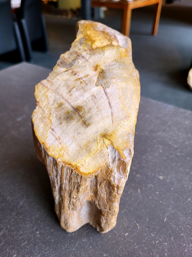<strong>Versteend hout, 1,7kg, 15,- euro, nr. 18

Versteend hout, beschrijving
Versteend hout
Chakra: wortelchakra (Muladhara)
Versteend hout is miljoenen jaren oud!
Waar komt versteend hout vandaan en hoe ontstaan het?
Versteend hout, of gefossiliseerd hout, ontstaat wanneer een boom na zijn overlijden bedekt wordt door sediment, waardoor het langzaam omgezet wordt in steen. In plaats van te vergaan, wordt het hout geleidelijk vervangen door mineralen zoals silica. Dit proces behoudt de originele structuur van het hout, inclusief details zoals jaarringen en nerven. Het kan miljoenen jaren duren, aangezien het water dat rijk is aan mineralen de houtcellen binnendringt, terwijl zuurstof geen rol meer speelt in de afbraak.
De kleur van versteend hout is precies zoals het hout er oorspronkelijk uit zag.
Waar kan versteend hout niet goed tegen?
Het is bestand tegen de meeste elementen, maar kan niet goed tegen langdurige blootstelling aan fel zonlicht, extreme temperatuurwisselingen en scherpe voorwerpen die krassen kunnen veroorzaken.
Spirituele werking van versteend hout:
stabiliteit, rust en veiligheid
Fysiek zou het positieve effecten hebben op het skelet, de botten en de rug, en kan het ondersteuning bieden bij aandoeningen zoals osteoporose en ADHD.
Hoe opladen?
Je kunt versteend hout, als het volle maan is, ‘s nachts in het maanlicht leggen, bij een bergkristal of andere stenen leggen of reinigen met saliehout/palo santo.</strong>