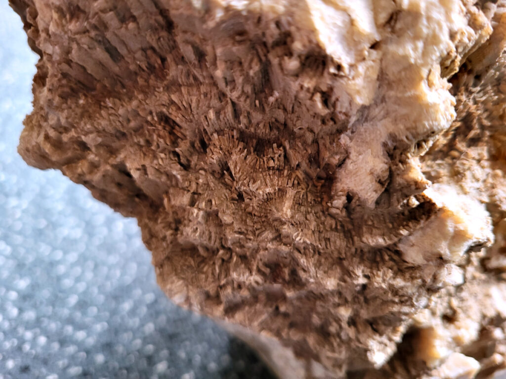 <strong>Versteend hout met sporen, Fossiel, 6,7 kg, 135,- euro, detail, nr. 40

Versteend hout, beschrijving
Versteend hout
Chakra: wortelchakra (Muladhara)
Versteend hout is miljoenen jaren oud!
Waar komt versteend hout vandaan en hoe ontstaan het?
Versteend hout, of gefossiliseerd hout, ontstaat wanneer een boom na zijn overlijden bedekt wordt door sediment, waardoor het langzaam omgezet wordt in steen. In plaats van te vergaan, wordt het hout geleidelijk vervangen door mineralen zoals silica. Dit proces behoudt de originele structuur van het hout, inclusief details zoals jaarringen en nerven. Het kan miljoenen jaren duren, aangezien het water dat rijk is aan mineralen de houtcellen binnendringt, terwijl zuurstof geen rol meer speelt in de afbraak.
De kleur van versteend hout is precies zoals het hout er oorspronkelijk uit zag.
Waar kan versteend hout niet goed tegen?
Het is bestand tegen de meeste elementen, maar kan niet goed tegen langdurige blootstelling aan fel zonlicht, extreme temperatuurwisselingen en scherpe voorwerpen die krassen kunnen veroorzaken.
Spirituele werking van versteend hout:
stabiliteit, rust en veiligheid
Fysiek zou het positieve effecten hebben op het skelet, de botten en de rug, en kan het ondersteuning bieden bij aandoeningen zoals osteoporose en ADHD.
Hoe opladen?
Je kunt versteend hout, als het volle maan is, ‘s nachts in het maanlicht leggen, bij een bergkristal of andere stenen leggen of reinigen met saliehout/palo santo.

</strong>
