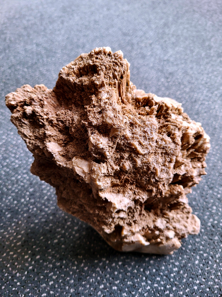 <strong>Versteend hout met sporen, Fossiel, 6,7 kg, 135,- euro, nr. 40

Versteend hout, beschrijving
Versteend hout
Chakra: wortelchakra (Muladhara)
Versteend hout is miljoenen jaren oud!
Waar komt versteend hout vandaan en hoe ontstaan het?
Versteend hout, of gefossiliseerd hout, ontstaat wanneer een boom na zijn overlijden bedekt wordt door sediment, waardoor het langzaam omgezet wordt in steen. In plaats van te vergaan, wordt het hout geleidelijk vervangen door mineralen zoals silica. Dit proces behoudt de originele structuur van het hout, inclusief details zoals jaarringen en nerven. Het kan miljoenen jaren duren, aangezien het water dat rijk is aan mineralen de houtcellen binnendringt, terwijl zuurstof geen rol meer speelt in de afbraak.
De kleur van versteend hout is precies zoals het hout er oorspronkelijk uit zag.
Waar kan versteend hout niet goed tegen?
Het is bestand tegen de meeste elementen, maar kan niet goed tegen langdurige blootstelling aan fel zonlicht, extreme temperatuurwisselingen en scherpe voorwerpen die krassen kunnen veroorzaken.
Spirituele werking van versteend hout:
stabiliteit, rust en veiligheid
Fysiek zou het positieve effecten hebben op het skelet, de botten en de rug, en kan het ondersteuning bieden bij aandoeningen zoals osteoporose en ADHD.
Hoe opladen?
Je kunt versteend hout, als het volle maan is, ‘s nachts in het maanlicht leggen, bij een bergkristal of andere stenen leggen of reinigen met saliehout/palo santo.</strong>