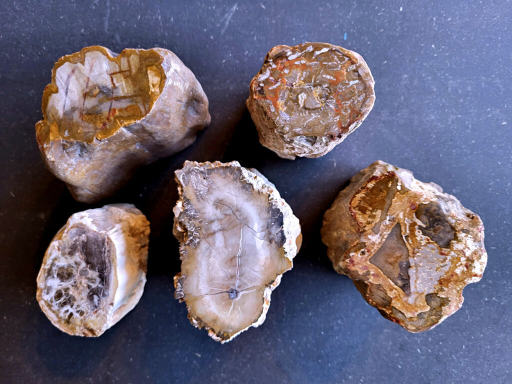 Versteend hout uit Madagaskar, ong. 10cm hoog, vanaf 15,- euro, nr. 3

Versteend hout, beschrijving
Versteend hout
Chakra: wortelchakra (Muladhara)
Versteend hout is miljoenen jaren oud!
Waar komt versteend hout vandaan en hoe ontstaan het?
Versteend hout, of gefossiliseerd hout, ontstaat wanneer een boom na zijn overlijden bedekt wordt door sediment, waardoor het langzaam omgezet wordt in steen. In plaats van te vergaan, wordt het hout geleidelijk vervangen door mineralen zoals silica. Dit proces behoudt de originele structuur van het hout, inclusief details zoals jaarringen en nerven. Het kan miljoenen jaren duren, aangezien het water dat rijk is aan mineralen de houtcellen binnendringt, terwijl zuurstof geen rol meer speelt in de afbraak.
De kleur van versteend hout is precies zoals het hout er oorspronkelijk uit zag.
Waar kan versteend hout niet goed tegen?
Het is bestand tegen de meeste elementen, maar kan niet goed tegen langdurige blootstelling aan fel zonlicht, extreme temperatuurwisselingen en scherpe voorwerpen die krassen kunnen veroorzaken.
Spirituele werking van versteend hout:
stabiliteit, rust en veiligheid
Fysiek zou het positieve effecten hebben op het skelet, de botten en de rug, en kan het ondersteuning bieden bij aandoeningen zoals osteoporose en ADHD.
Hoe opladen?
Je kunt versteend hout, als het volle maan is, ‘s nachts in het maanlicht leggen, bij een bergkristal of andere stenen leggen of reinigen met saliehout/palo santo.