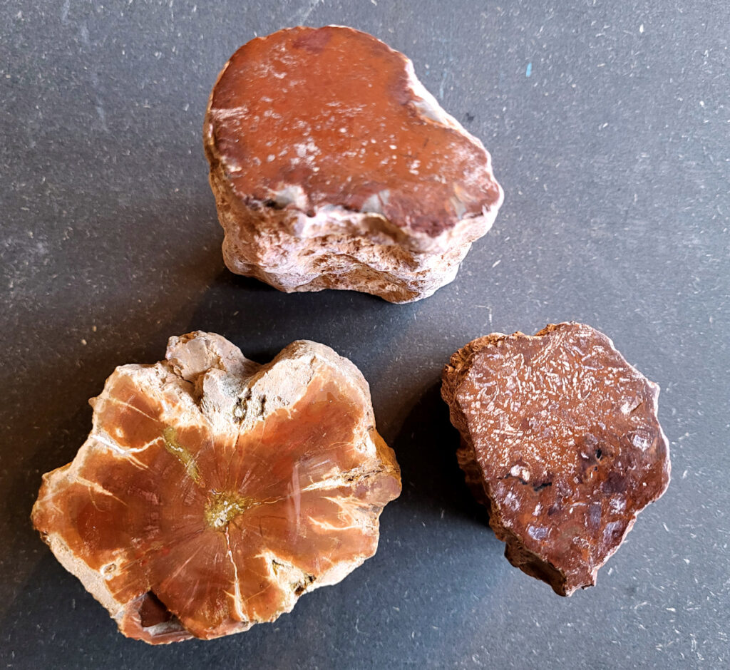 <strong>Versteend hout uit Madagaskar, vanaf 15,- euro, nr. 4

Versteend hout, beschrijving
Versteend hout
Chakra: wortelchakra (Muladhara)
Versteend hout is miljoenen jaren oud!
Waar komt versteend hout vandaan en hoe ontstaan het?
Versteend hout, of gefossiliseerd hout, ontstaat wanneer een boom na zijn overlijden bedekt wordt door sediment, waardoor het langzaam omgezet wordt in steen. In plaats van te vergaan, wordt het hout geleidelijk vervangen door mineralen zoals silica. Dit proces behoudt de originele structuur van het hout, inclusief details zoals jaarringen en nerven. Het kan miljoenen jaren duren, aangezien het water dat rijk is aan mineralen de houtcellen binnendringt, terwijl zuurstof geen rol meer speelt in de afbraak.
De kleur van versteend hout is precies zoals het hout er oorspronkelijk uit zag.
Waar kan versteend hout niet goed tegen?
Het is bestand tegen de meeste elementen, maar kan niet goed tegen langdurige blootstelling aan fel zonlicht, extreme temperatuurwisselingen en scherpe voorwerpen die krassen kunnen veroorzaken.
Spirituele werking van versteend hout:
stabiliteit, rust en veiligheid
Fysiek zou het positieve effecten hebben op het skelet, de botten en de rug, en kan het ondersteuning bieden bij aandoeningen zoals osteoporose en ADHD.
Hoe opladen?
Je kunt versteend hout, als het volle maan is, ‘s nachts in het maanlicht leggen, bij een bergkristal of andere stenen leggen of reinigen met saliehout/palo santo.</strong>