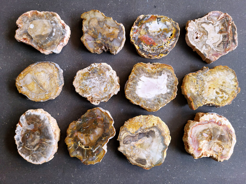 <strong>Versteend hout uit Madagaskar, vanaf 7,- euro, nr. 1

Versteend hout, beschrijving
Versteend hout
Chakra: wortelchakra (Muladhara)
Versteend hout is miljoenen jaren oud!
Waar komt versteend hout vandaan en hoe ontstaan het?
Versteend hout, of gefossiliseerd hout, ontstaat wanneer een boom na zijn overlijden bedekt wordt door sediment, waardoor het langzaam omgezet wordt in steen. In plaats van te vergaan, wordt het hout geleidelijk vervangen door mineralen zoals silica. Dit proces behoudt de originele structuur van het hout, inclusief details zoals jaarringen en nerven. Het kan miljoenen jaren duren, aangezien het water dat rijk is aan mineralen de houtcellen binnendringt, terwijl zuurstof geen rol meer speelt in de afbraak.
De kleur van versteend hout is precies zoals het hout er oorspronkelijk uit zag.
Waar kan versteend hout niet goed tegen?
Het is bestand tegen de meeste elementen, maar kan niet goed tegen langdurige blootstelling aan fel zonlicht, extreme temperatuurwisselingen en scherpe voorwerpen die krassen kunnen veroorzaken.
Spirituele werking van versteend hout:
stabiliteit, rust en veiligheid
Fysiek zou het positieve effecten hebben op het skelet, de botten en de rug, en kan het ondersteuning bieden bij aandoeningen zoals osteoporose en ADHD.
Hoe opladen?
Je kunt versteend hout, als het volle maan is, ‘s nachts in het maanlicht leggen, bij een bergkristal of andere stenen leggen of reinigen met saliehout/palo santo.</strong>
