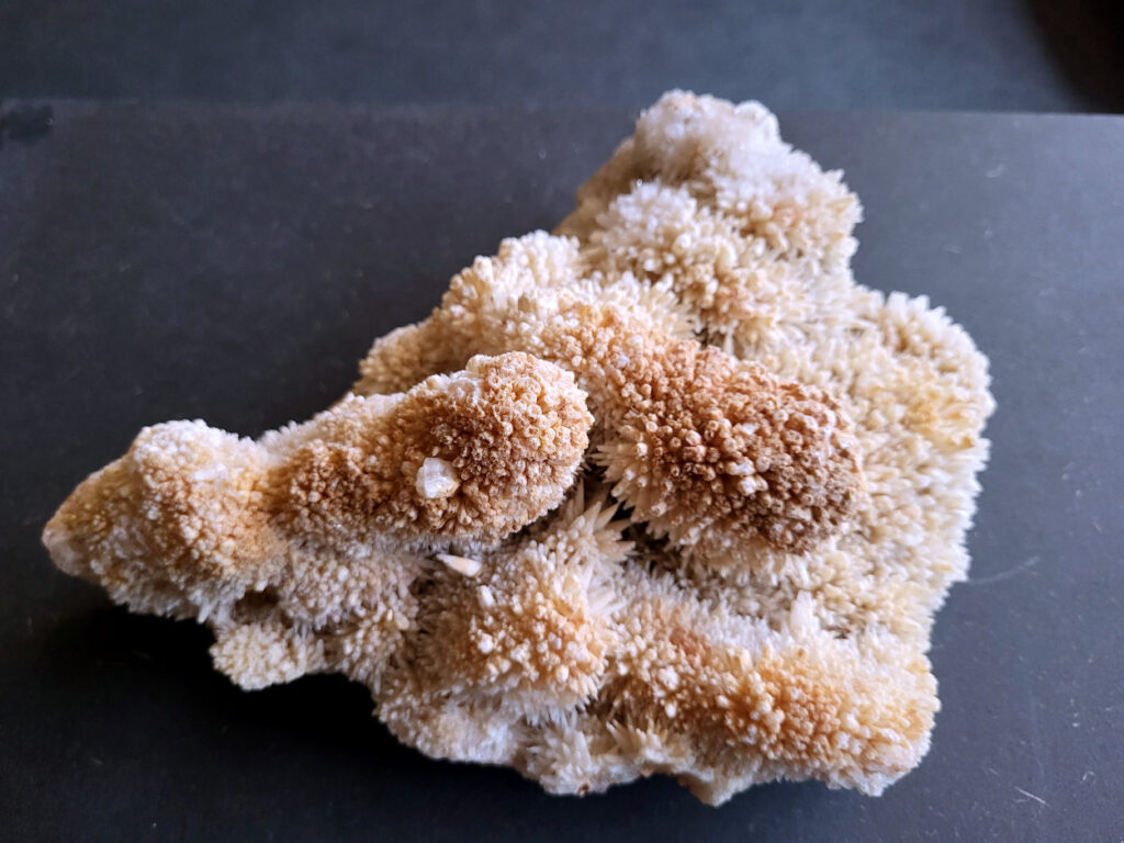 Hondentanden Calciet, 2,5kg, 55,- euro, nr. 8

Hondentandcalciet, beschrijving

Hondentandcalciet, ook wel Starburst calciet genoemd, is een vorm van calciet die bekend staat om zijn unieke, ruwe kristalstructuur die lijkt op hondentanden of varkensstanden. Het wordt gewaardeerd om zijn zachte, heldere uitstraling en wordt vaak gevonden in combinatie met andere mineralen zoals fluoriet. 
Kenmerken van Hondentandcalciet:
Kristalstructuur:
De kristallen zijn grillig, puntig en helder gevormd, wat een ruwe, natuurlijke uitstraling geeft. 
Kleur:
Meestal wit of licht van kleur, soms met bruine tinten of bedekt met andere mineralen zoals fluoriet. 
Energie:
Bekend om zijn zachte, lichtkracht en wordt geassocieerd met diepe transformaties en het openen van het bewustzijn. 
Vormen:
Te vinden in ruwe, onbewerkte vormen, maar ook op standaard of in combinatie met andere mineralen. 
Spiritueel:
Wordt gebruikt voor spirituele doeleinden, zoals meditatie en het openen van het bewustzijn. 
