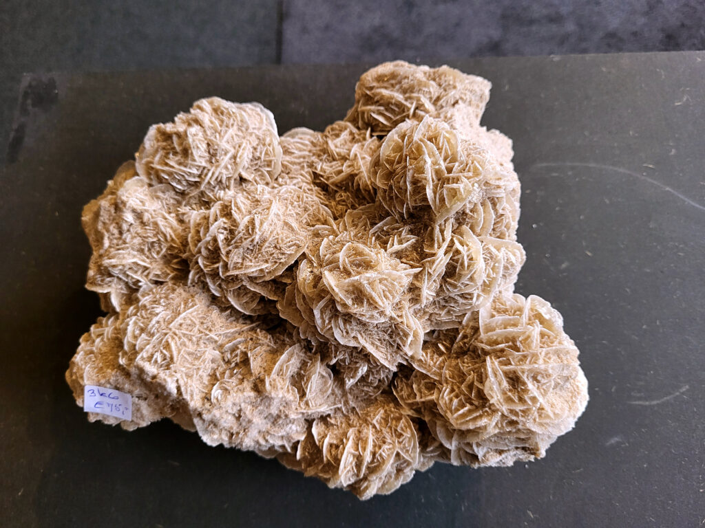 <strong>Woestijnroos, 3kg, 25x25cm, 75,- euro, nr. 49

Woestijnroos, beschrijving
Hoe de woestijnroos ontstaat
Locatie:
In droge, zanderige gebieden waar grondwater onder de grond zit.
Proces:
Door de hitte van de zon komt het grondwater aan het oppervlak, waar het vervolgens snel verdampt.
Mineralen:
Het water dat verdampt, bevat mineralen zoals gips of bariet, die als zoutkristallen achterblijven.
Vorming:
Deze mineralen mengen zich met de zandkorrels die aanwezig zijn in de grond en vormen een roosachtige structuur. Dit proces duurt jaren en resulteert in de karakteristieke, bloemachtige vorm van de woestijnroos.

De woestijnroos wordt gezien als een steen die helpt bij innerlijke rust, bescherming en balans. De werking is gericht op het loslaten van negatieve energie, oude patronen en angsten, en het bevorderen van spirituele groei en helderheid. Fysiek wordt aangenomen dat het ondersteuning biedt bij stress, de huid kalmeert en de energiebalans in het lichaam verbetert.</strong>